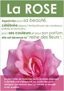 Affiche-la-rose-210x296.jpg
