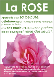 Affiche-la-rose-210x296.jpg